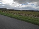 Vigne et quelques collines